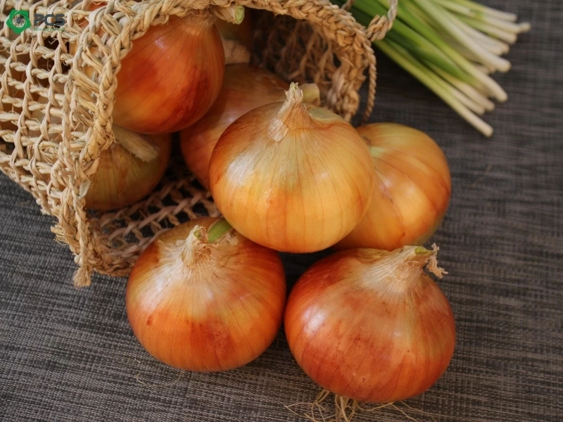 Cách trị gián trong nhà 